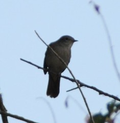 Luscinia megarhynchos