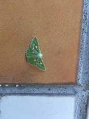 Thetidia albocostaria