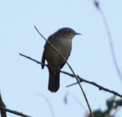 Luscinia megarhynchos