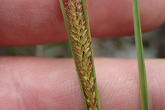 Carex stricta