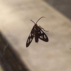 Amata huebneri