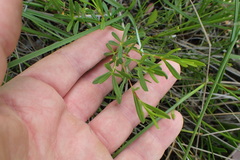 Hypericum canadense
