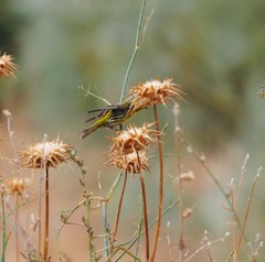 Serinus serinus