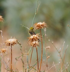 Serinus serinus