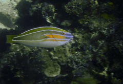 Stethojulis trilineata