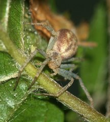 Philodromus