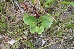 Parnassia grandifolia