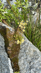 Saxifraga aspera