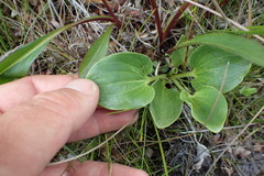 Parnassia grandifolia