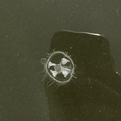 Craspedacusta sowerbii