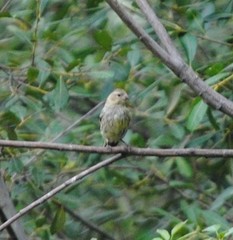 Serinus serinus