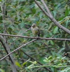 Serinus serinus