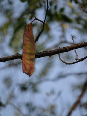 Albizia odoratissima