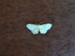 Idaea politaria