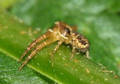 Thomisidae