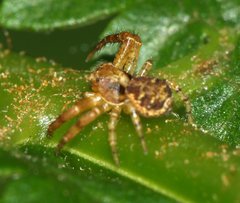Thomisidae