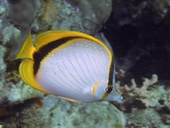 Chaetodon selene