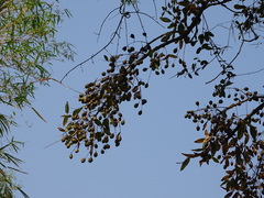 Lagerstroemia parviflora