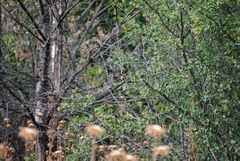 Carduelis carduelis