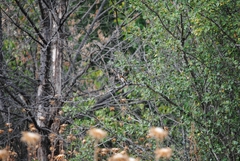 Carduelis carduelis