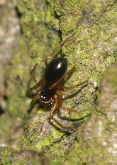 Linyphiidae