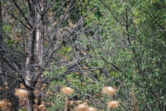 Carduelis carduelis