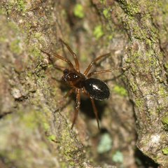Linyphiidae