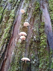 Marasmiellus alliiodorus