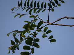 Albizia odoratissima
