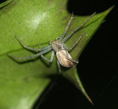 Philodromus