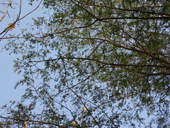 Albizia odoratissima