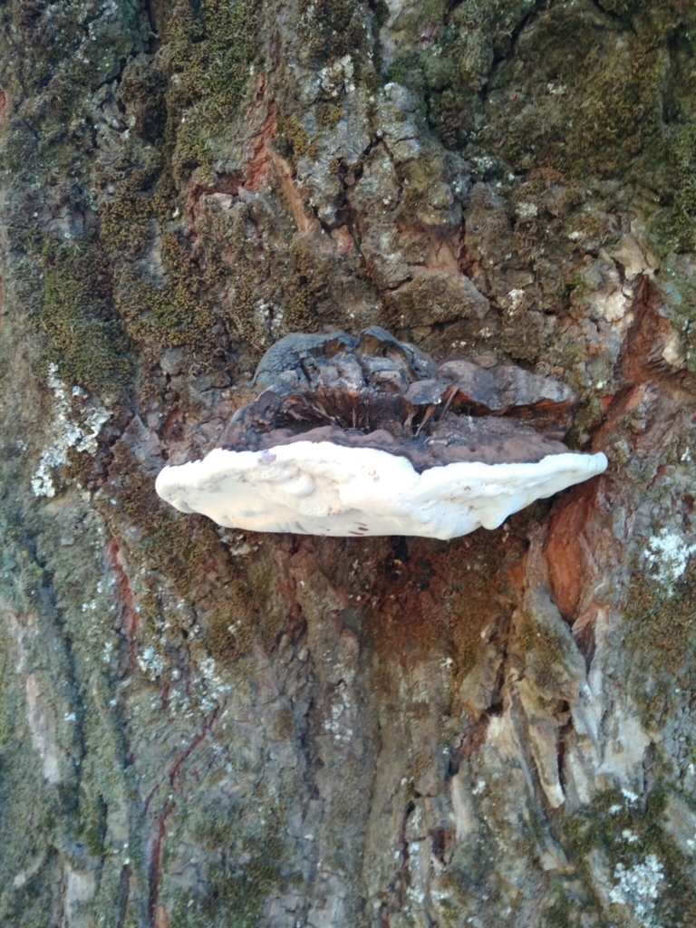 Ganoderma australe · June 2017 · photo: © cristianriquelme (iNaturalist, cc-by)