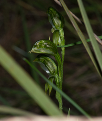 Pterostylis viriosa