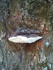 Ganoderma australe
