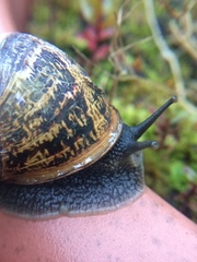 Cornu aspersum