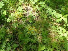 Zizia trifoliata