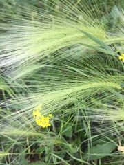 Hordeum jubatum