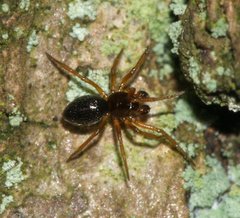Linyphiidae