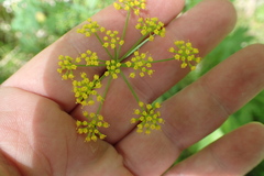 Zizia trifoliata