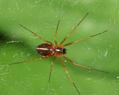 Linyphiidae