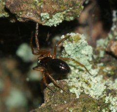 Linyphiidae