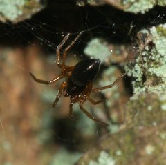 Linyphiidae