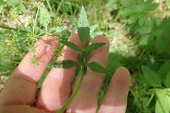 Zizia trifoliata