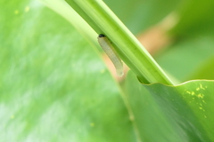 Rhadinoceraea micans