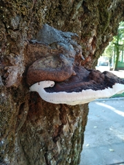 Ganoderma australe