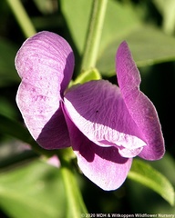 Barleria lancifolia