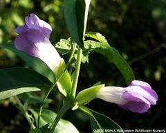 Barleria lancifolia