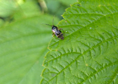 Orthops