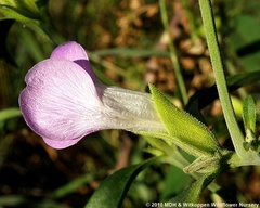 Barleria lancifolia