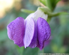 Barleria lancifolia